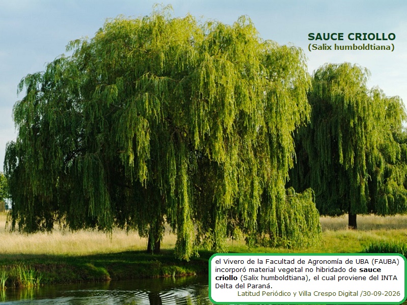 SAUCE CRIOLLO